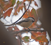 Black capped Chickadee 4990